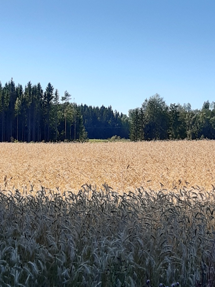 Kehäkukkasyndrooma
