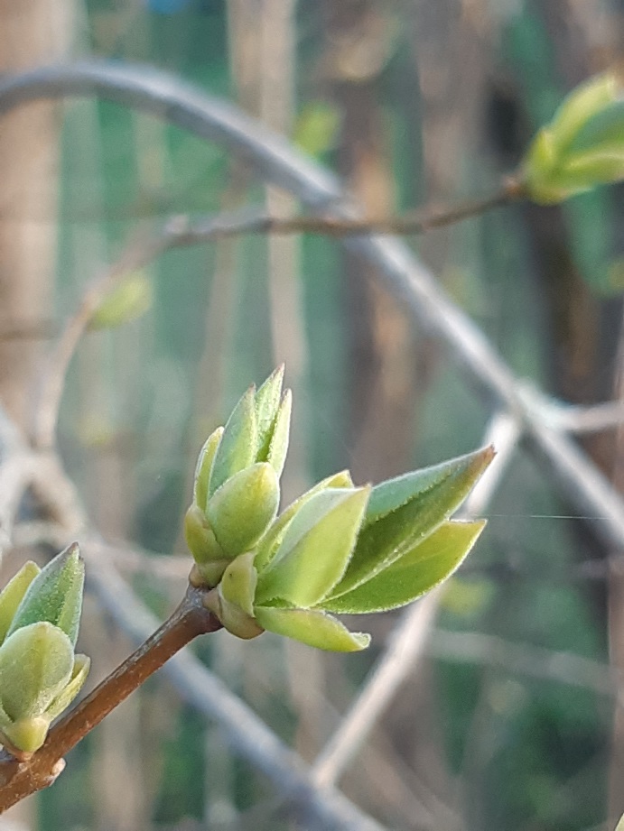 Huoli